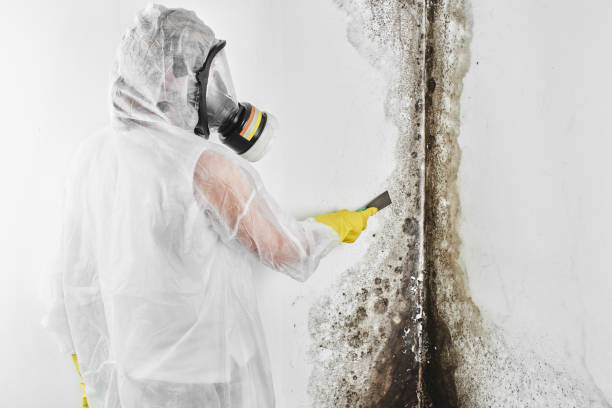 Best Toxic Mold Removal  in Grenada, MS