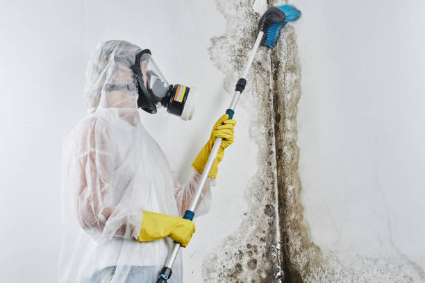 Mold Removal and Inspection in Grenada, MS