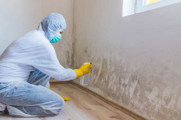 Best Attic Mold Removal  in Grenada, MS