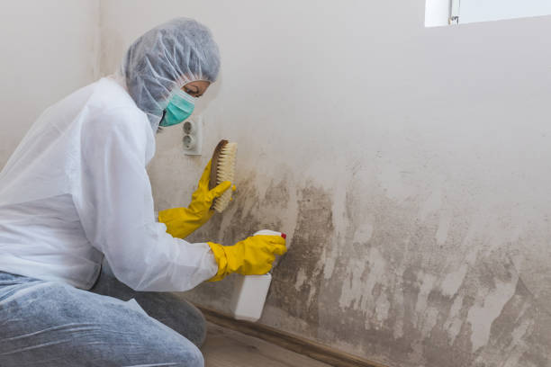 Best Mold Damage Repair  in Grenada, MS
