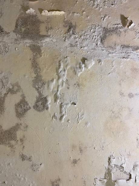 Best Home Mold Removal  in Grenada, MS