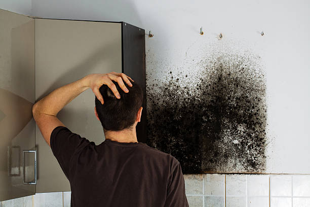 Best Commercial Mold Removal  in Grenada, MS