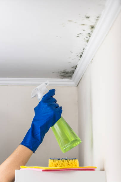Best Mold Remediation  in Grenada, MS