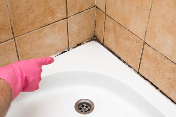 Professional Mold Removal in Grenada, MS