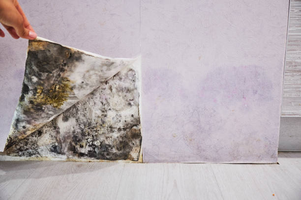 Best Mold Removal and Inspection  in Grenada, MS